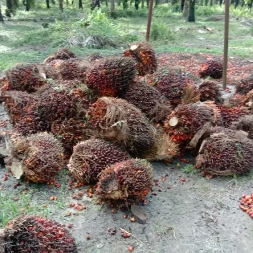 2022-11-06-satu-hektare-sawit-saja-sudah-bisa-menghidupi-petani-734
