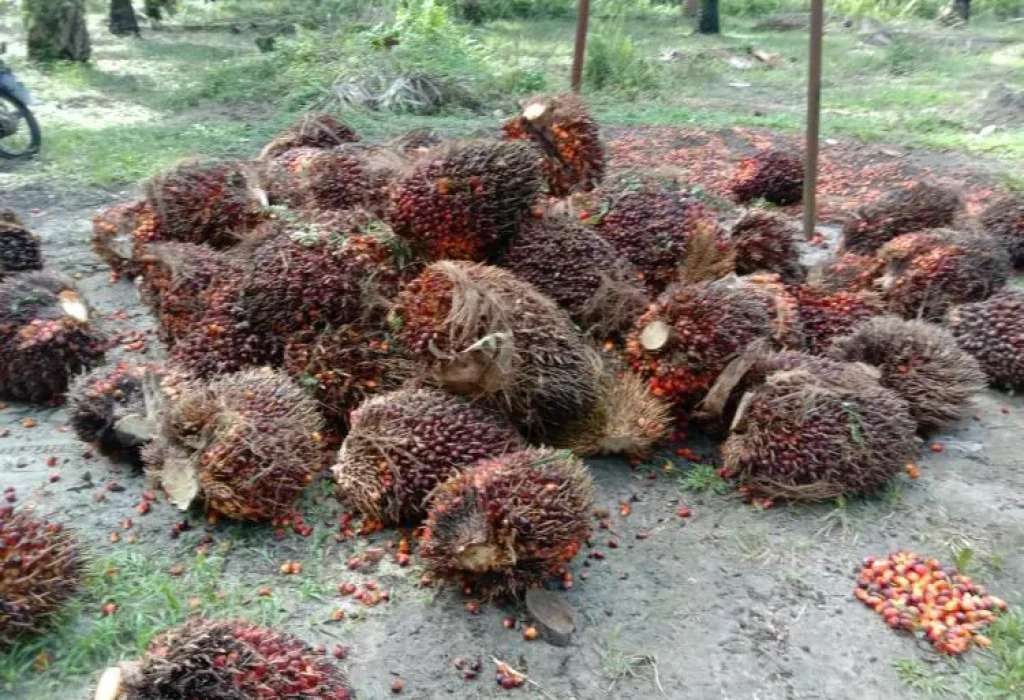 2022-11-06-satu-hektare-sawit-saja-sudah-bisa-menghidupi-petani-734