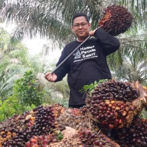 harga-cpo-dan-kernel-naik-kelapa-s