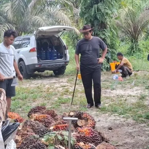 harga-tbs-kelapa-sawit-mitra-swaday
