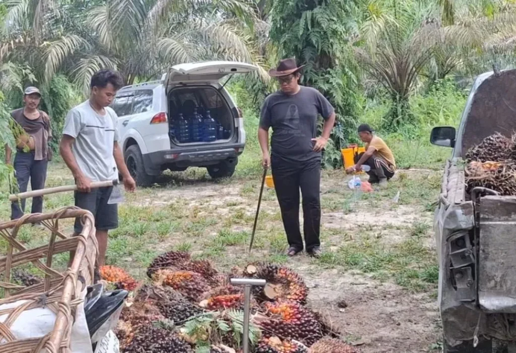 harga-tbs-kelapa-sawit-mitra-swaday