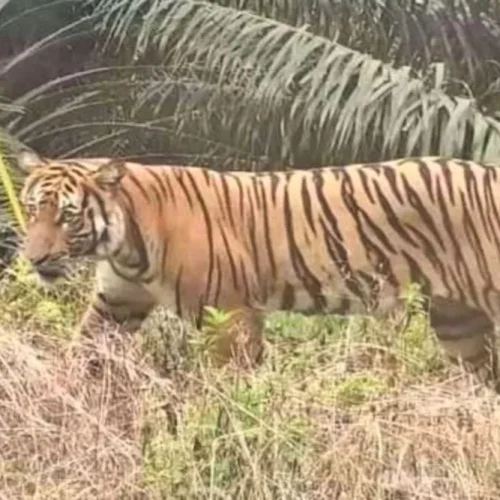 harimau-muncul-di-dermaga-pt-spa-se