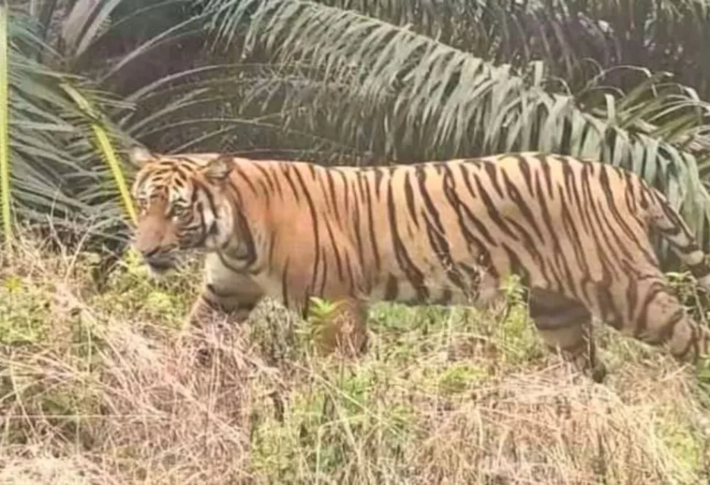 harimau-muncul-di-dermaga-pt-spa-se