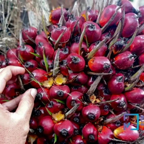 kelapa-sawit-mitra-plasma-minggu-in