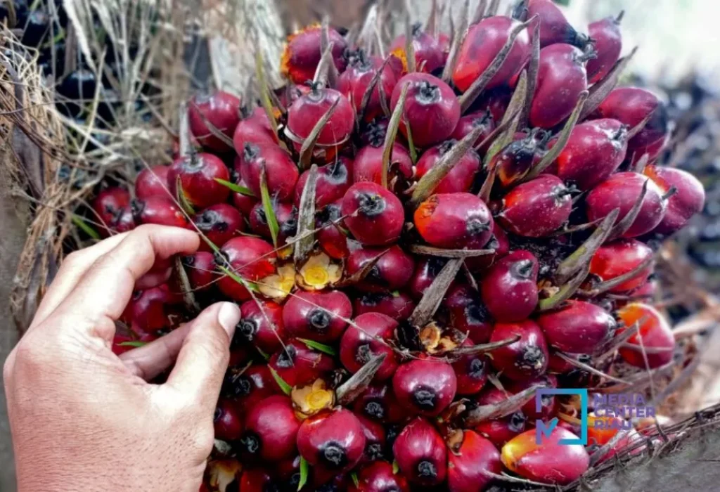 kelapa-sawit-mitra-plasma-minggu-in