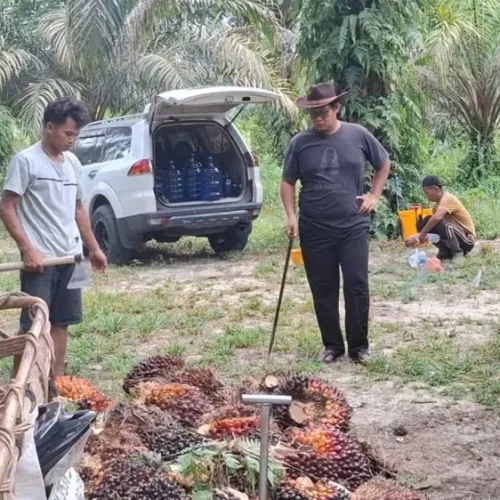 turun-tipis-kelapa-sawit-mitra-pla