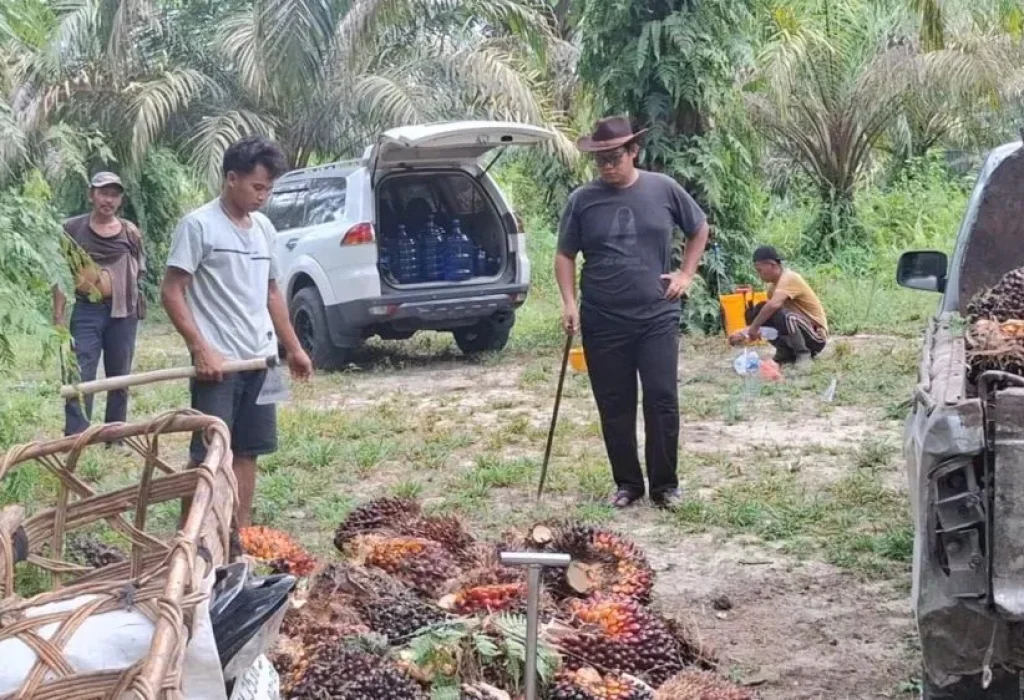 turun-tipis-kelapa-sawit-mitra-pla